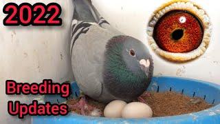 Racing Pigeons loft : Breeding Update 2022 | Racer Pigeon | Kabootar