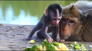 Meet Maddie of Carbzilla Troop and her little monkey girl MoonPie. Maddie dismantled Lotus seed...