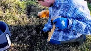 Trapping Red Fox │Tips and Catches