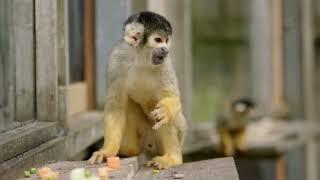 Squirrel Monkey enclosure gets a revamp