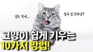 고양이 키우기, 생각보다 쉽습니다!