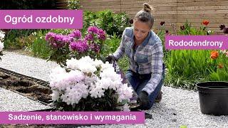 Rododendrony - sadzenie, stanowisko i wymagania różaneczników. Jak i gdzie najlepiej sadzić?