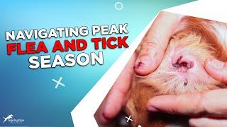 Tips & Tricks for Navigating Peak Flea and Tick Season