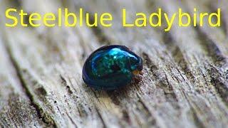 Steelblue Ladybird