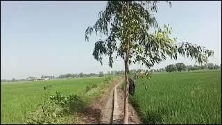 8Acres land for sale in Shapur and Bijwa teh. Israna dist. Panipat Haryana call 9896412319