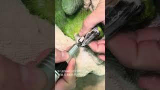 Paco the parrot returns - amazing beak transformation