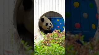 5.26庆祝一下活力满满的福公主即将归来#大熊猫 #大熊猫福宝 #panda #푸바오
