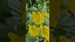 Seep monkeyflower, a species of Monkey-flowers  #photography #shorts #macro #viral #nature #flowers