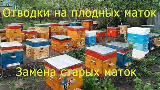 Отводки на плодных маток.  Замена старых маток.