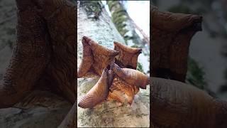 Прогулка весной в лес на разведку по грибы #грибы #шортс #mushroom #природа #весна2025 #лес  #nature
