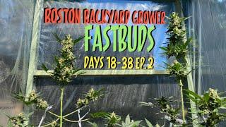 How To Grow Autoflower Cannabis Outdoor FastBuds Seeds Week 2-6 Timelapse Ep.2