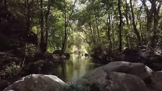 Creek water jungle ambient music