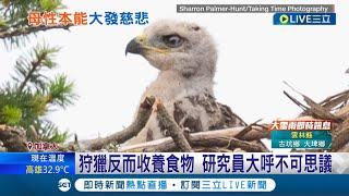 動物也會"大發慈悲"！ "白頭海鵰"收養老鷹寶寶當孩子疼研究員驚呼 實況獵食秒變"溫馨片"｜【國際大現場】20220623｜三立新聞台