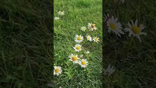 white flower