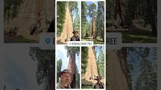 Yosemite & Sequoia #shorts