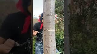 Oddly satisfying Cutting Tree 