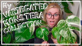 My Variegated Monstera Albo Collection Tour & How Much I Spent! How To Get CHEAP Albos!