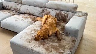 Dog Makes Muddy Mess | FUNNIEST Animal Videos