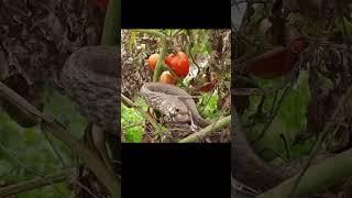 It's heartbreaking, the bird. The crest bird helplessly watched its child being eaten by a snake.