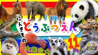 【子供向け どうぶつアニメ】動物園へ行こう！part11どうぶつえんで人気の動物が21種類も大集合！ライオン ゾウ パンダ｜動く動物図鑑で動物の名前を覚えよう◎ 【子供が喜ぶ 動物の知育動画】