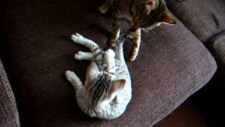 Indie,Serengeti cat VS Charlie, 3 Month Old Silver Ocicat kitten