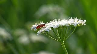 nature | red soldier beetle | beetle | insect | beautiful scenery | relaxing & real clip| ️️