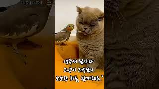 "앵집사의 정성스러운 털 관리 | 고양이 고객님 모십니다"