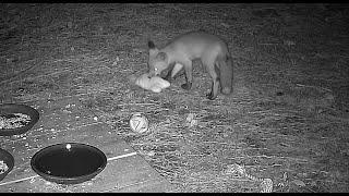 Nearly Everyone is Curious About Toys 5/14 - 5/15/2025