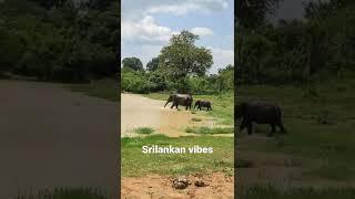 #srilankan vibes#srilankan nature