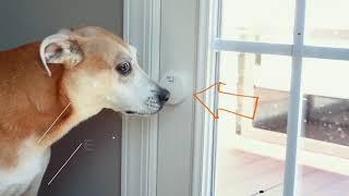 Mighty Paw Smart Bell 2.0 - Best Wireless Dog Doorbell - Teach Your Dog To Ring a Door Bell