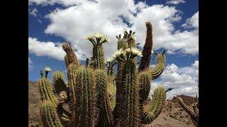 Frank Valdivia, C2C Cactus hasta las Nubes, San Jacinto Mtn