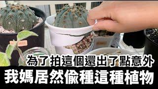 我媽居然在陽台偷種那種植物！為了拍兜還出了點小意外～ #空鳳 #仙人掌兜 #陽台植物