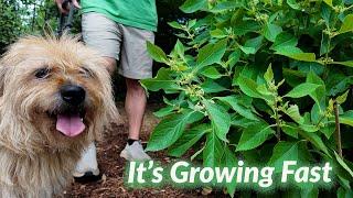 Our Native Garden Performance in Woodchips (Griffin Approved!)