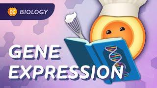 How Genes Express Themselves: Crash Course Biology #36