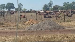 BEEF FARMING in ZIMBABWE