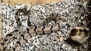 Graphic Content Highonsnakes live feeding a chick to Slash. Crotalus Horridus/canebrake rattlesnake