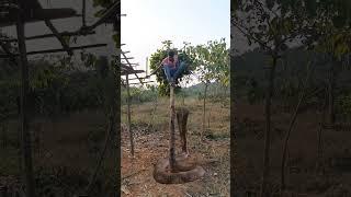 Big snake attack #shorts #short#viral  #youtubeshorts #trending#reels  #youtube #video
