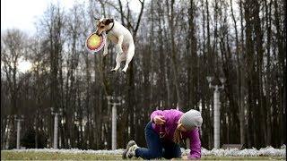 Amazing Dog Tricks → Jack Russell Terrier GRETA