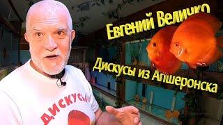 Дискусы из Апшеронска. Евгений Величко