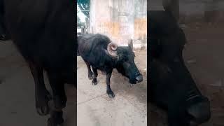  World Biggest Udder Murrah Buffalo #viral #shorts #viralshorts #shortvideo #forsale #murrah #milk