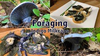 Foraging and Cooking Indigo Milkcap Mushrooms | Wild Food Foraging