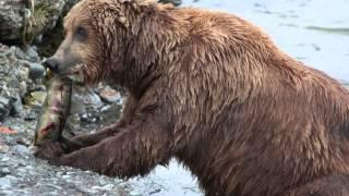 Brown Bear Eating Fish at McNeil River Alaska