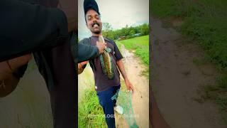 ഒരു അടിപൊളി വരാൽ പിടുത്തം|HUGE FISH CATCH| #fishing #keralafishing #fish #explore #snakehead #lure