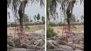 Man On Step Ladder Hangs Onto Weak Tree With Dozens Of Crocodiles || Most incredible videos