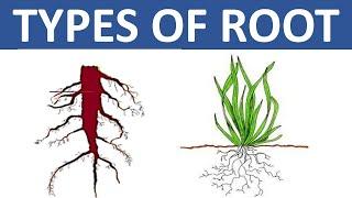 TYPES OF ROOT || TAPROOT AND FIBROUS ROOT || DIFFERENCE BETWEEN TAPROOT AND FIBROUS ROOT || SCIENCE