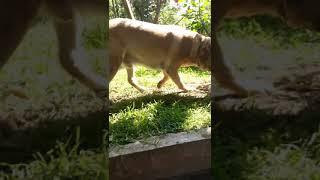 Labrador eating bananas