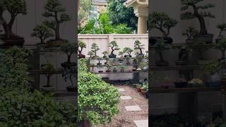 Bonsai garden views #bonsaitree #bonsai #howtobonsai #garden #bonsaitreesforbeginners #trees