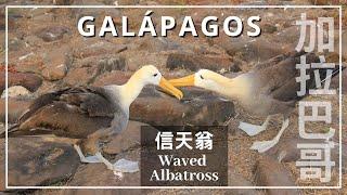 【加拉巴哥群島．厄瓜多】信天翁求偶舞 | Waved Albatross Mating Dance in Galapagos