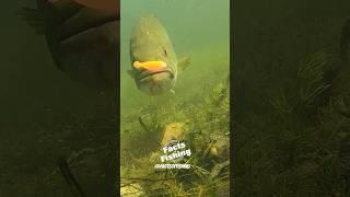 Insane Largemouth Bass Underwater Eat!!! #shorts