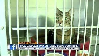 SPCA Suncoast out of money, threatening to close